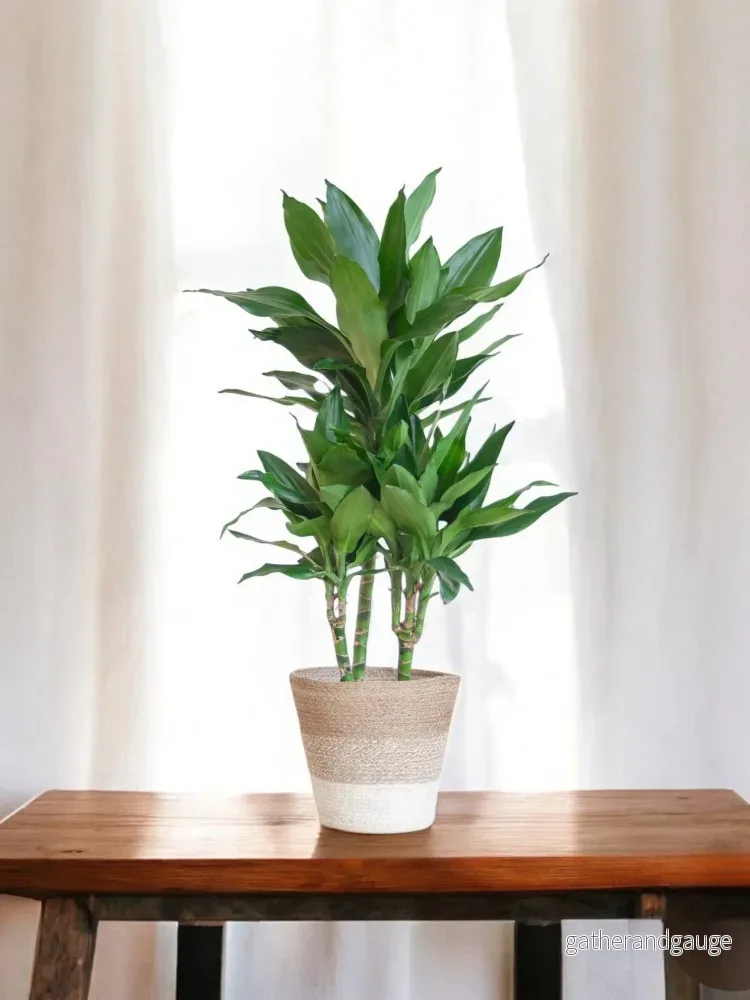 Dracaena Janet Lindt och hennes kruka - Bild 2