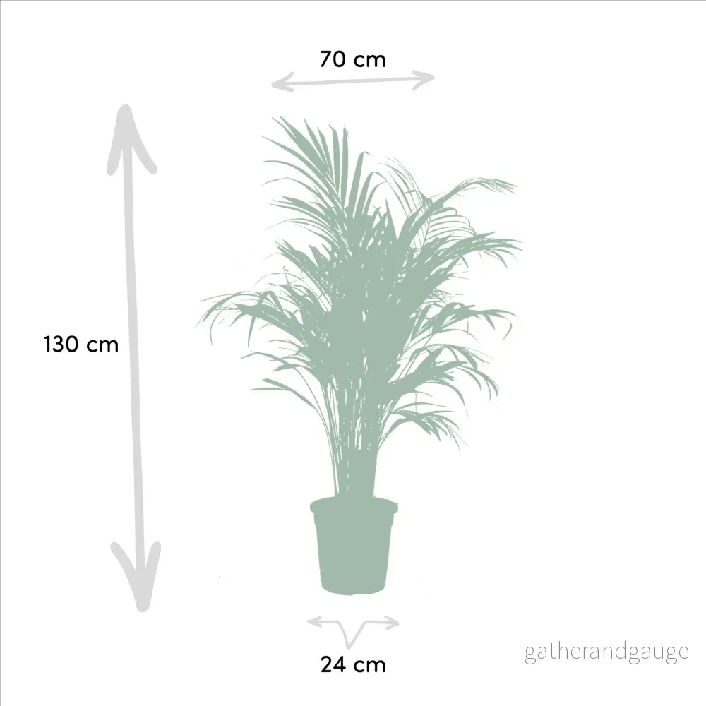 Areca, Yucca, duo av växter h130cm - Bild 2