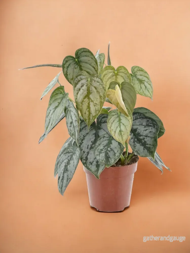 Philodendron Brandtianum