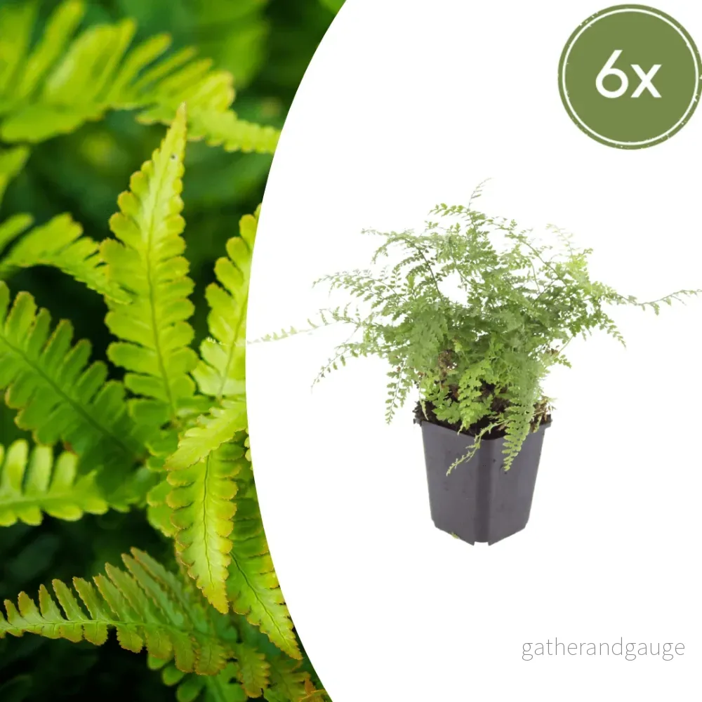 Kamfernbräken (Polystichum setiferum) 'Herrenhausen' - Bild 2