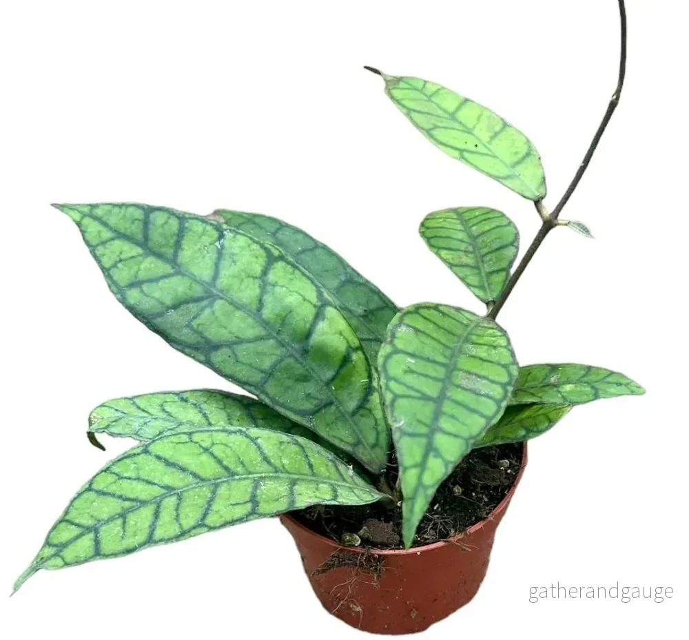 Hoya Callistophylla - Bild 2