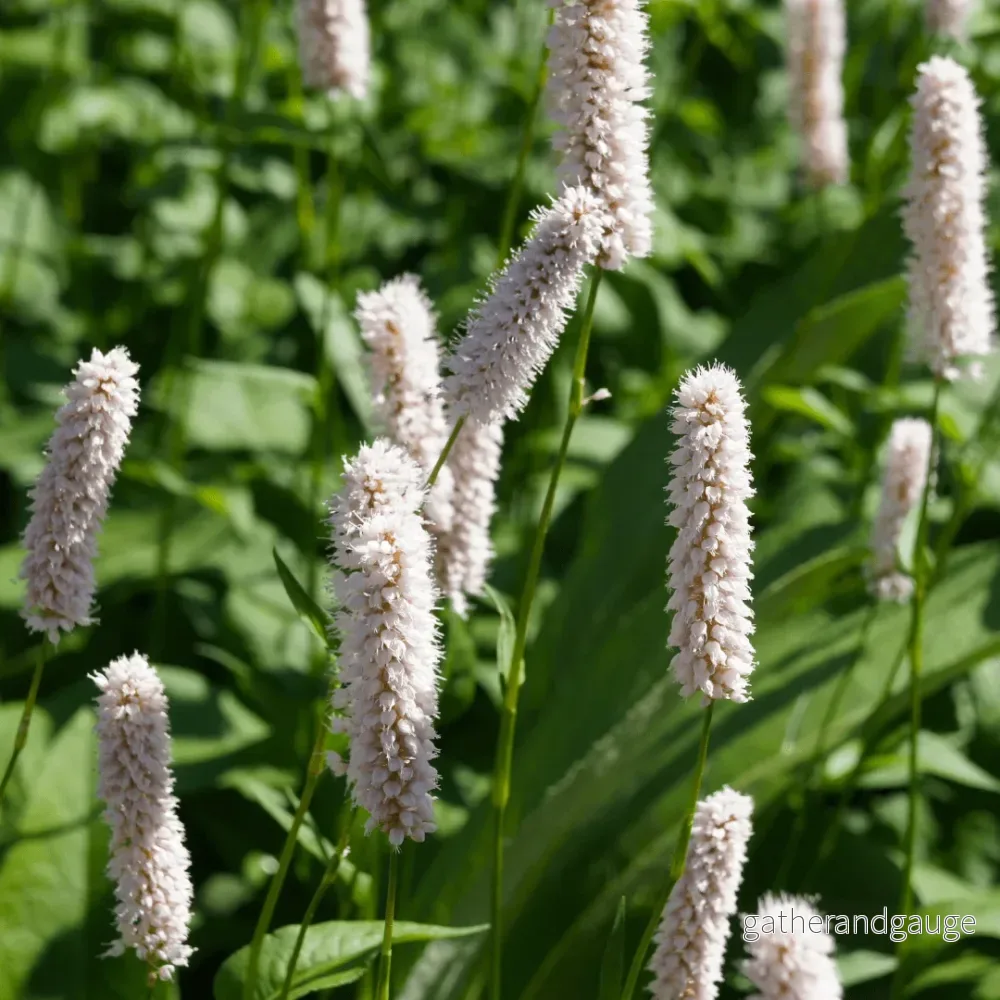 Ätergärd Bistorta (Persicaria bistorta) ’Superba’