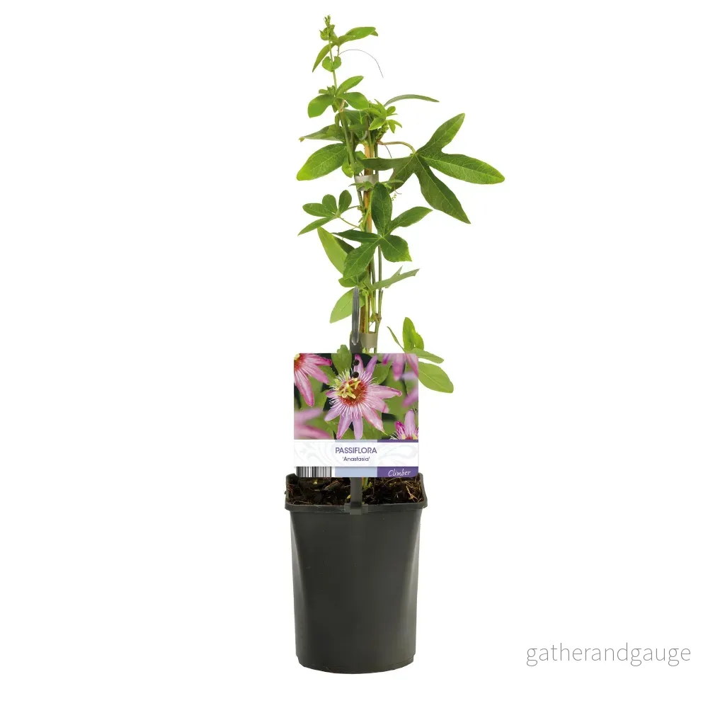 Passionsfruit (Passiflora) 'Anastasia' - Bild 3