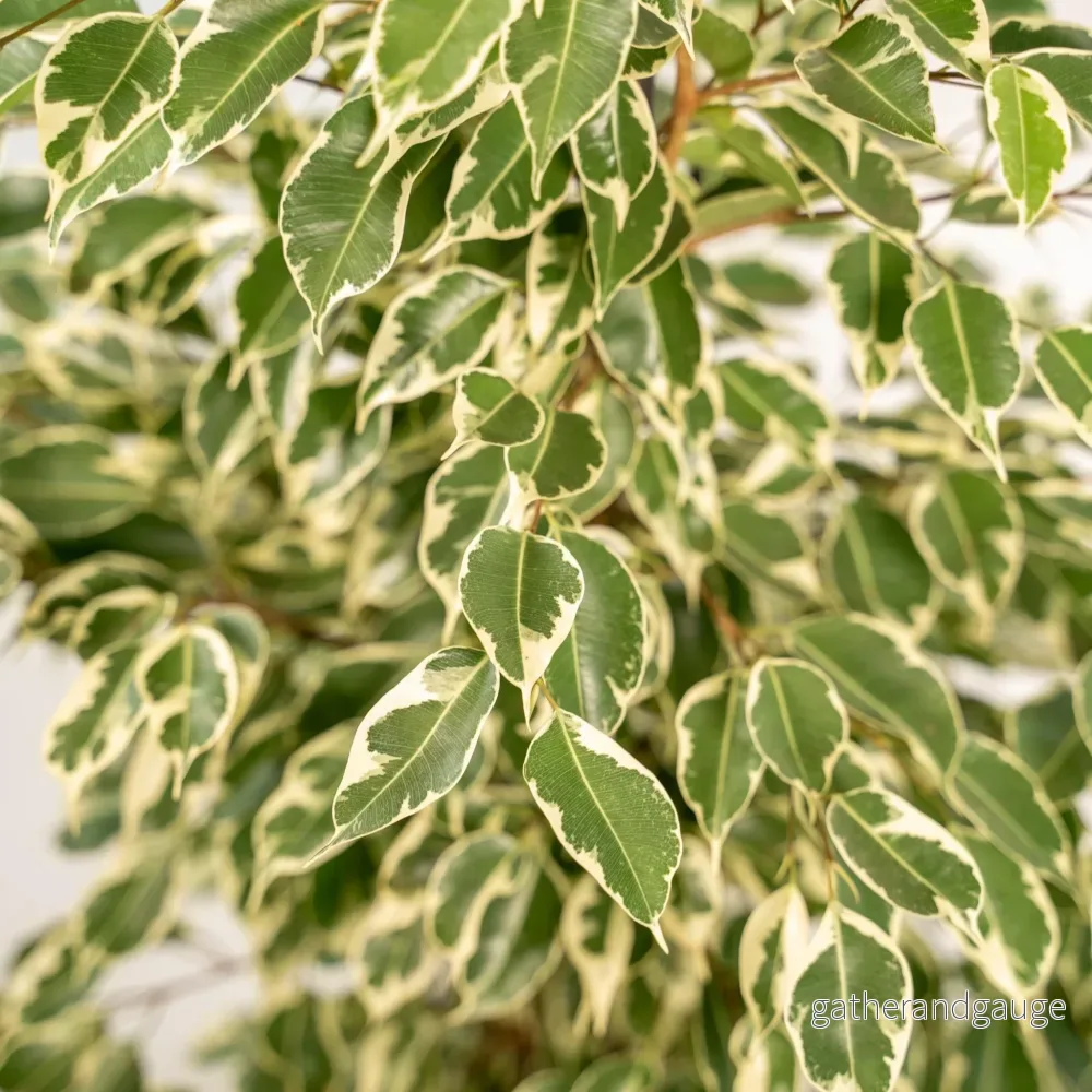 Ficus benjamina Twilight h95cm - Bild 2