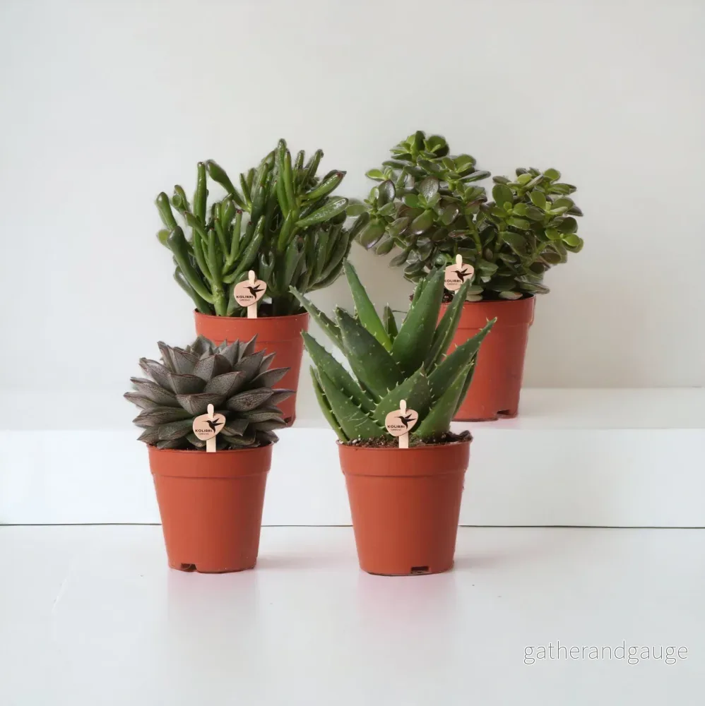 Suckulent presentförpackning – Set med 4 plantor, h20cm
