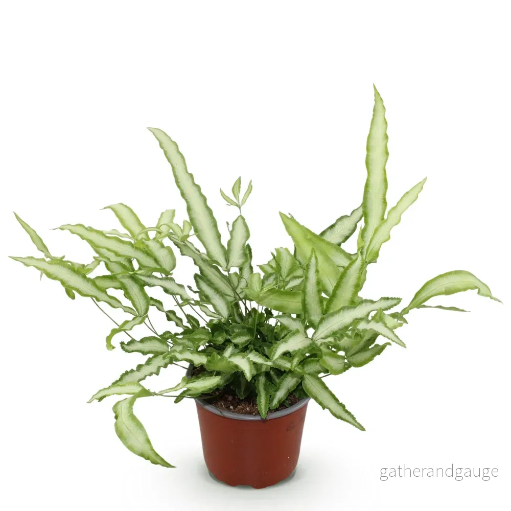 Pteris Ormbunke - Bild 3