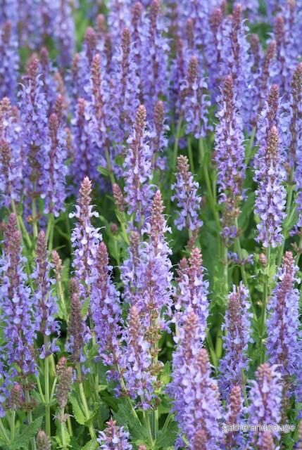 Skogssalvia (Salvia Nemorosa) 'Caradonna' - Bild 3