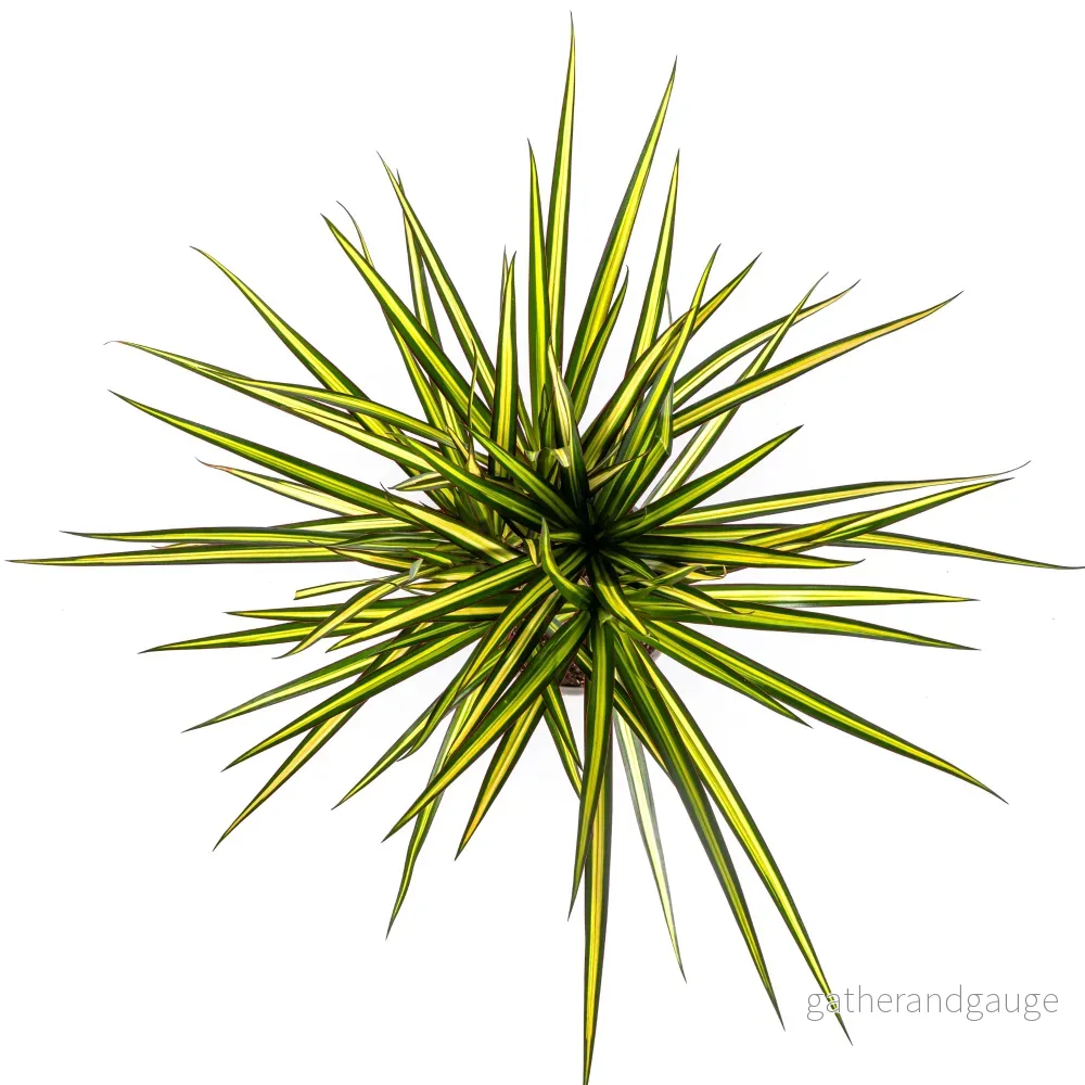 Dracaena Marginata Sunray Ø17cm - ↕60 - 80cm - Bild 2