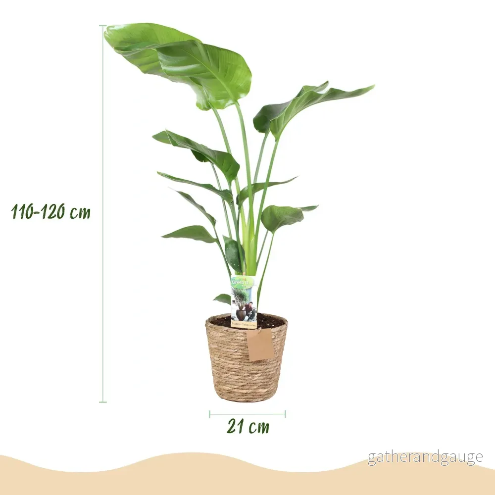 Strelitzia nicolai med korg - Bild 2