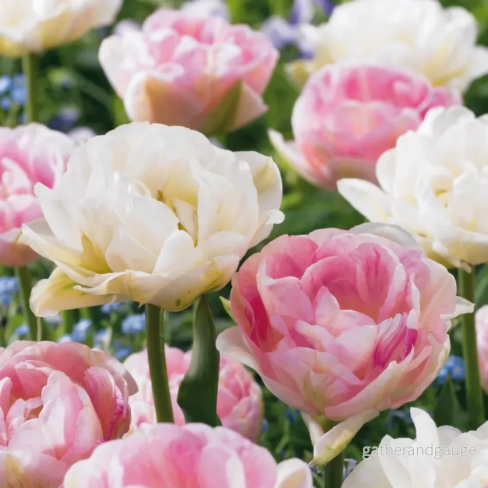 Tulipe double Double Sensation en mélange