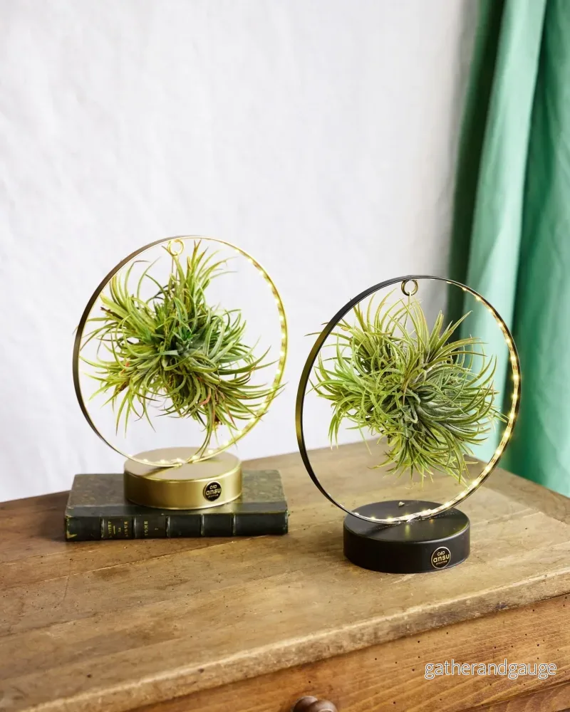 Duo of Tillandsia Led Edition bas Duo of Tillandsia Led Edition bas