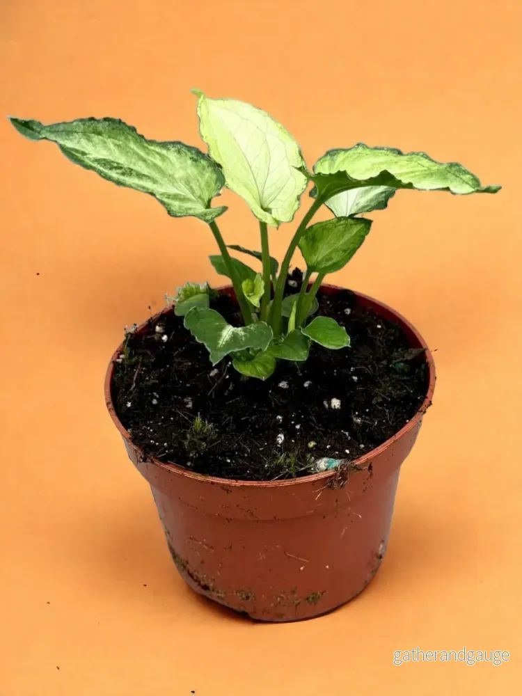 Syngonium musöron
