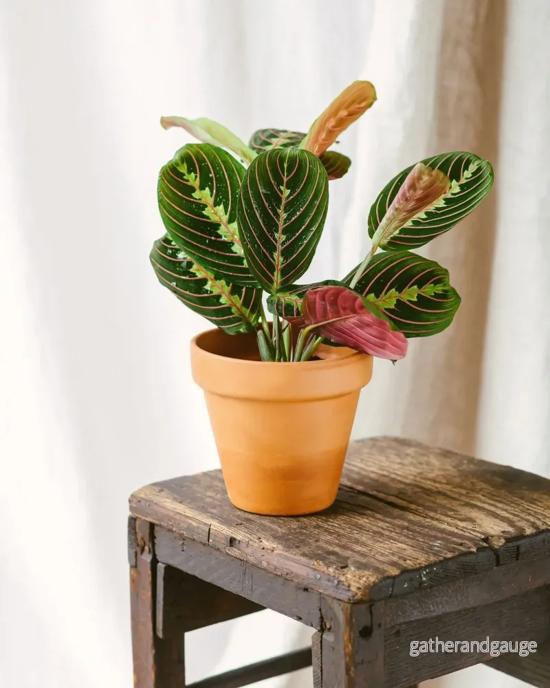 Maranta Fascinator Maranta Fascinator