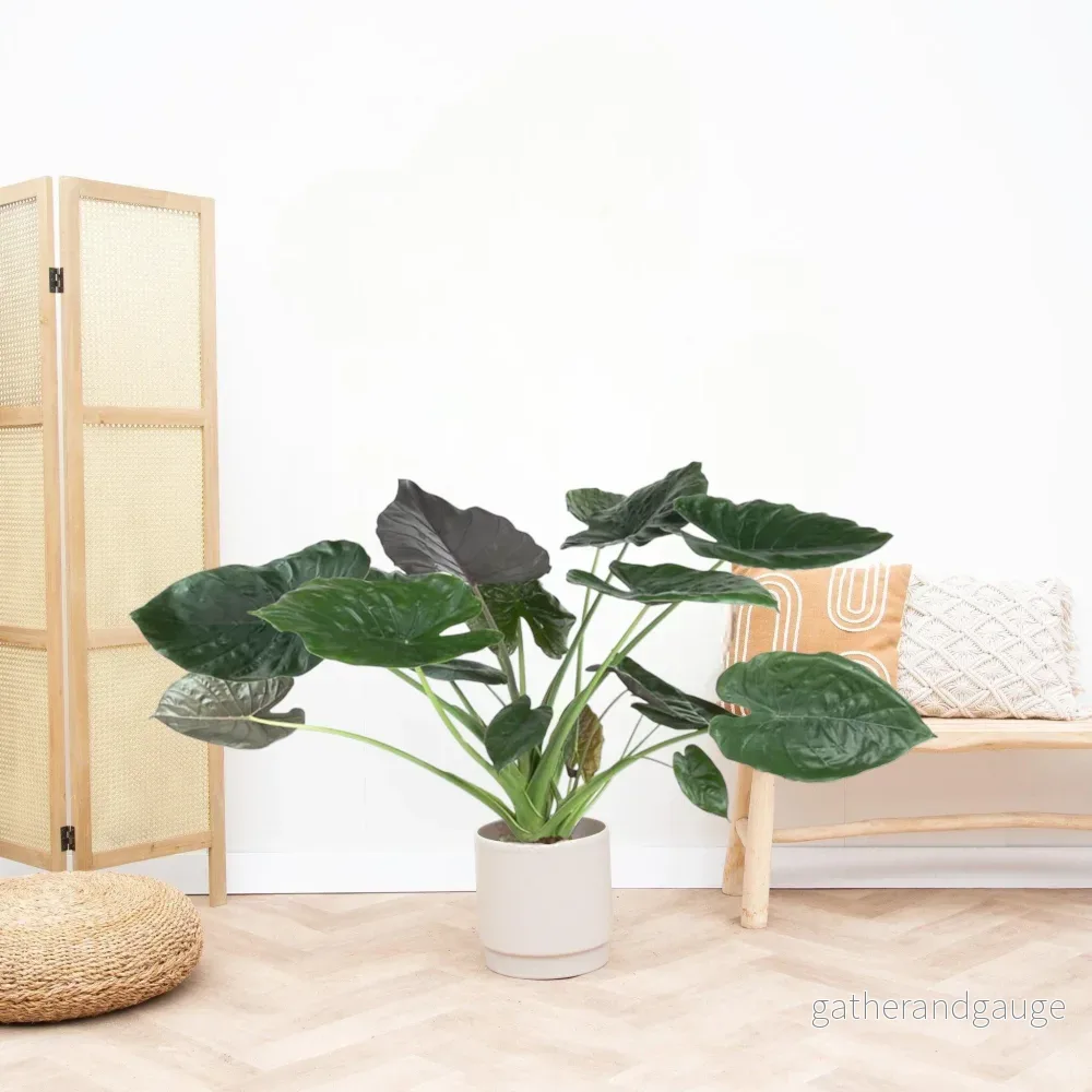 Alocasia Wentii - Bild 2