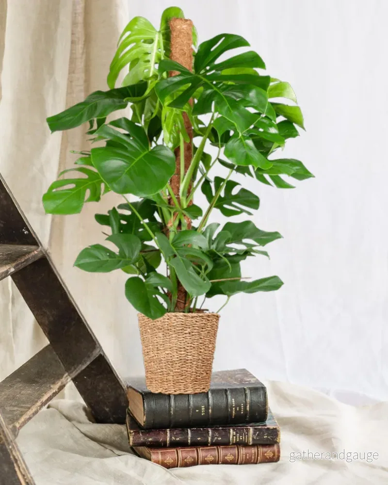 Monstera Deliciosa XL med Torun mand – 120cm – Ø24 Monstera Deliciosa XL med Torun mand – 120cm – Ø24