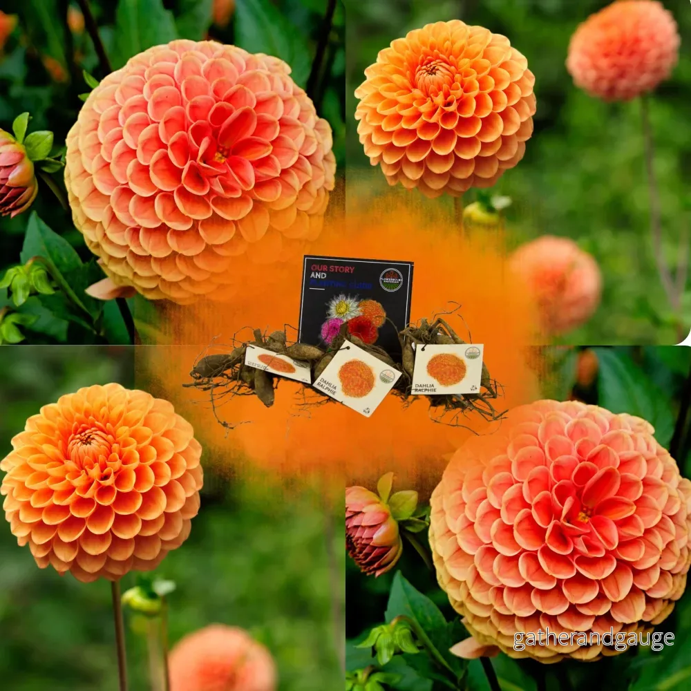Dahlia Ralphie glödlampa, skimrande orange blommor Dahlia Ralphie glödlampa, skimrande orange blommor