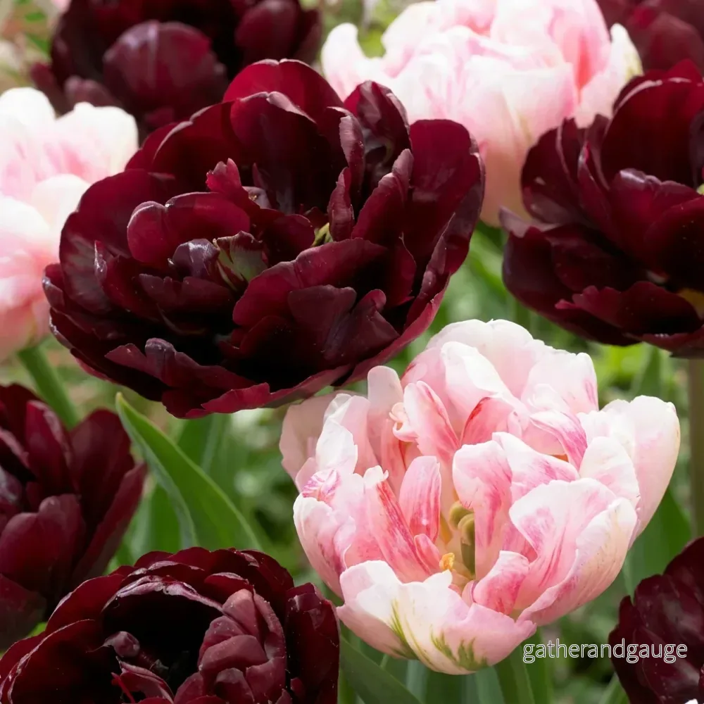 Tulipe Sweet Desire en mélange