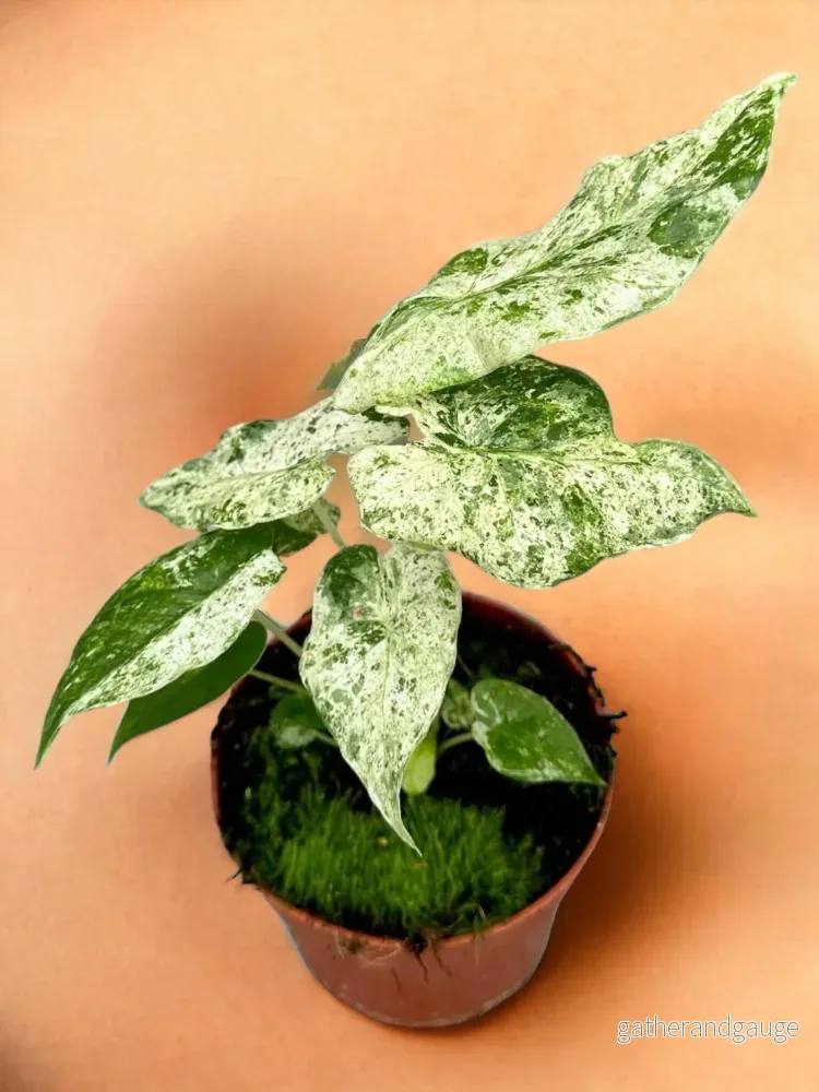 Alocasia Macrorrhiza Splash Alocasia Macrorrhiza Splash