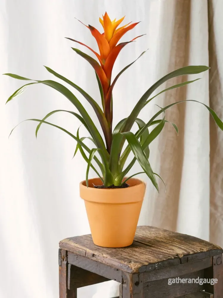 Guzmania Variada Guzmania Variada