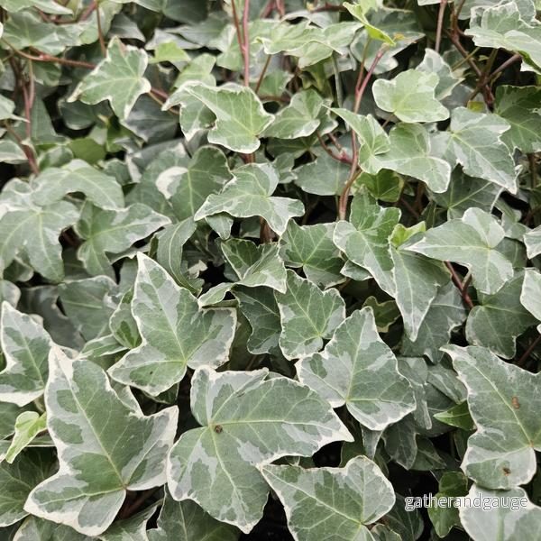 Vanlig Murgröna (Hedera helix) 'Glacier'