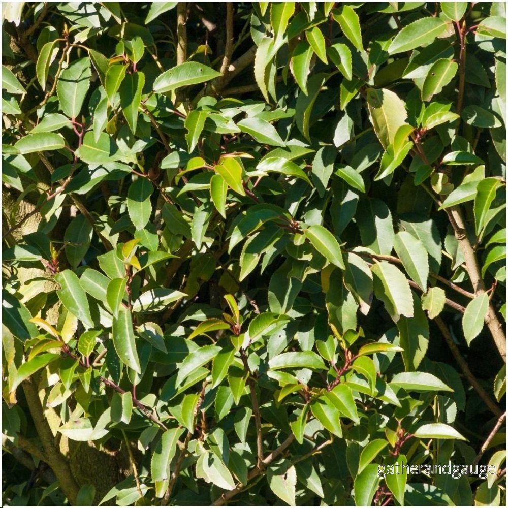 Prunus lusitanica ’Angustifolia’ – Set om 6