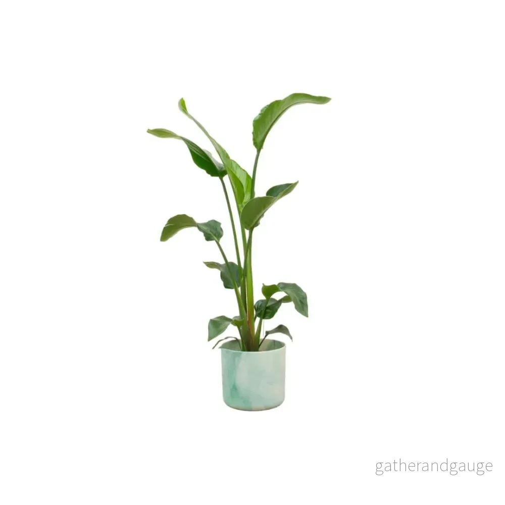 Strelitzia Nicolai 100cm och dess kruka - Bild 2