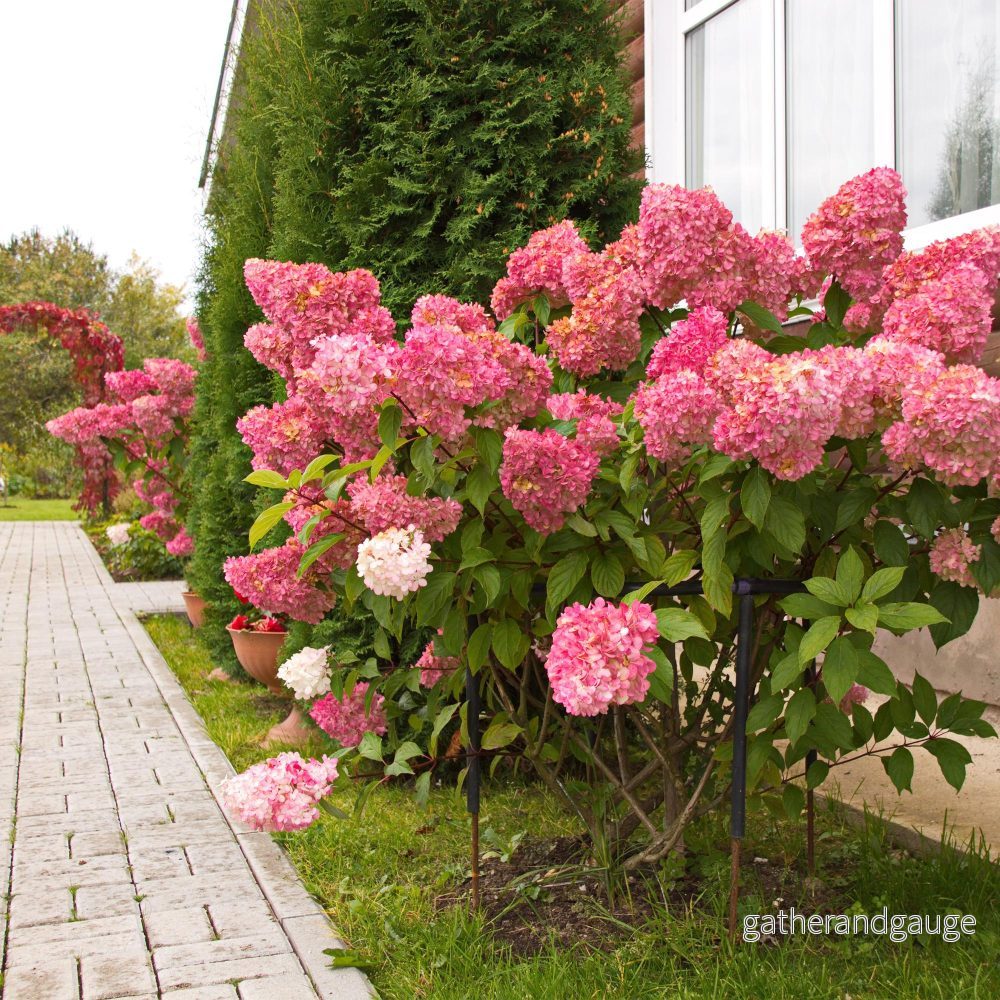 Trädhortensia (Hydrangea paniculata) ’Vanille Fraise’