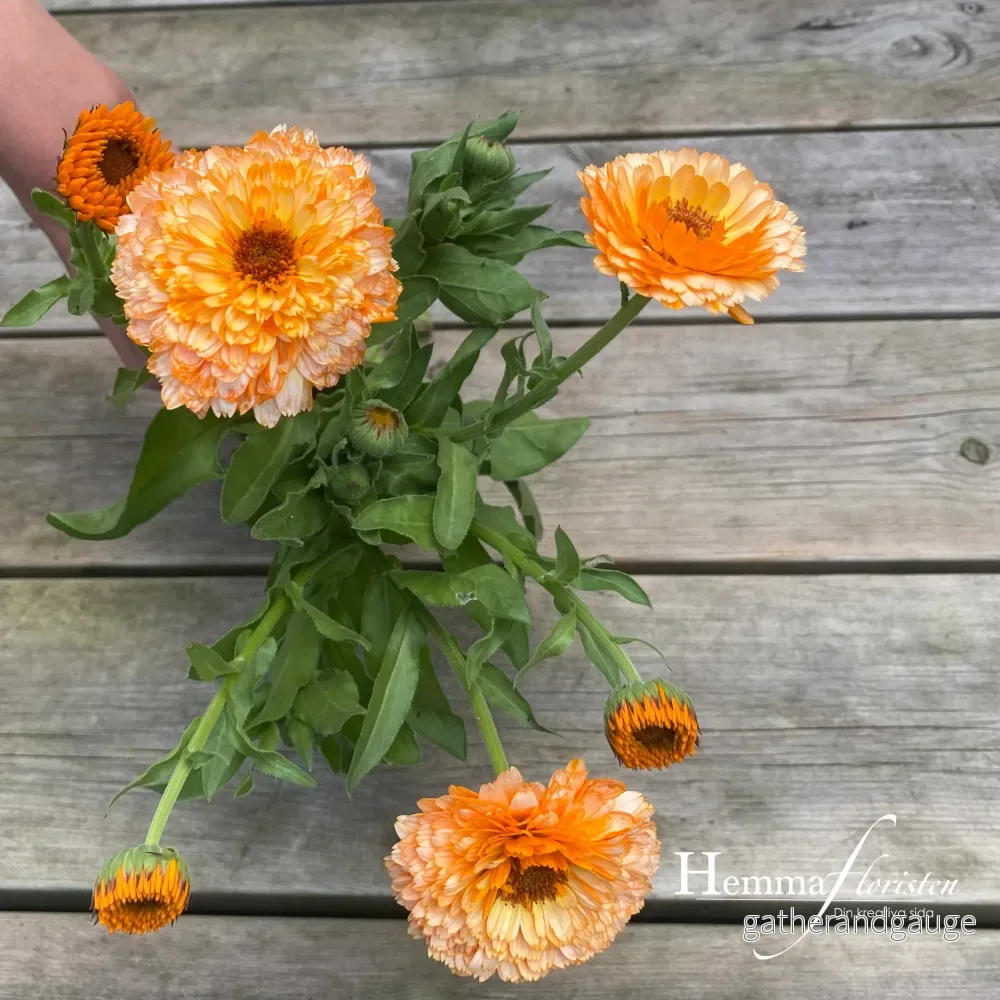 Ringblomma Orange Flash