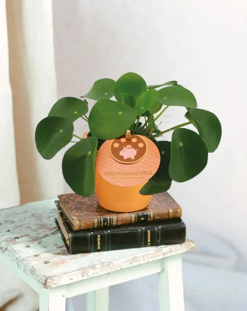 Pilea Peperomioides Pilea Peperomioides