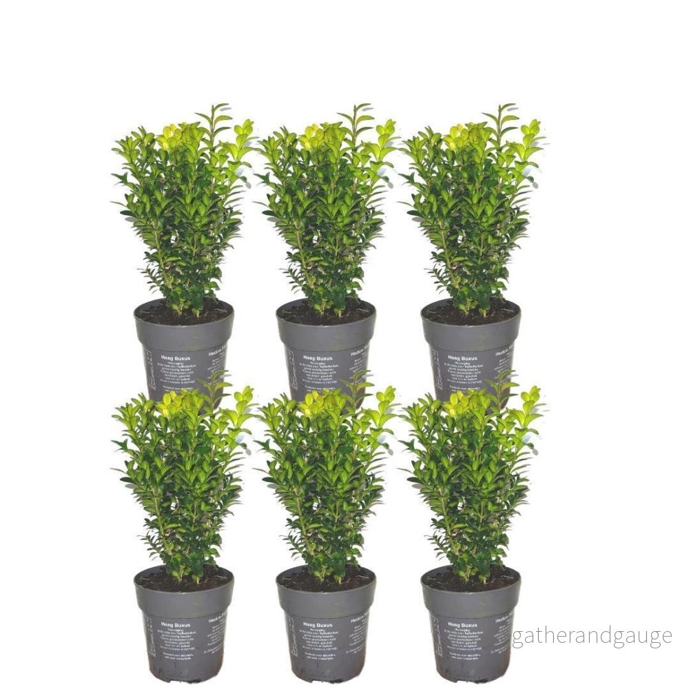 Hedge Buxus Sempervirens X6 - Bild 3