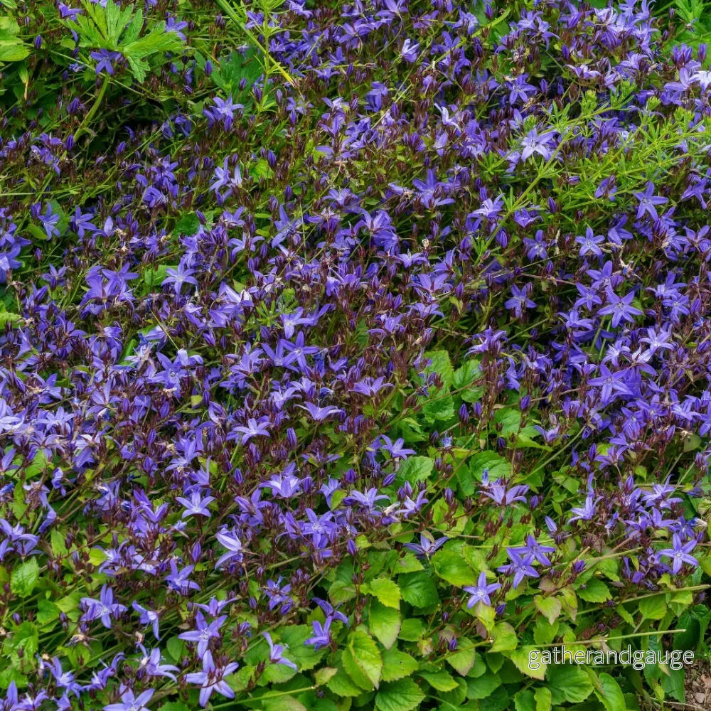 Klockväxt från murarna (Campanula poscharskyana) 'Campanula poscharskyana' - Bild 3