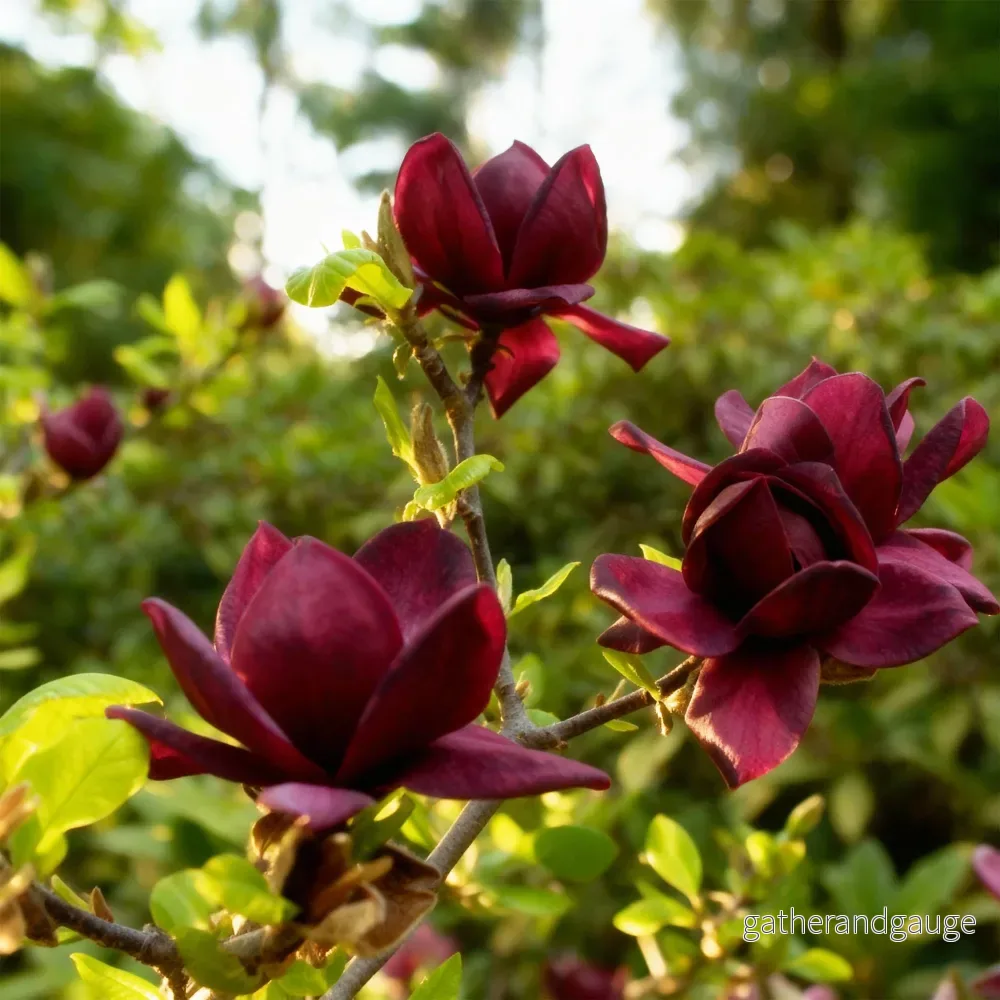 Magnolia (Magnolia) 'Genie'