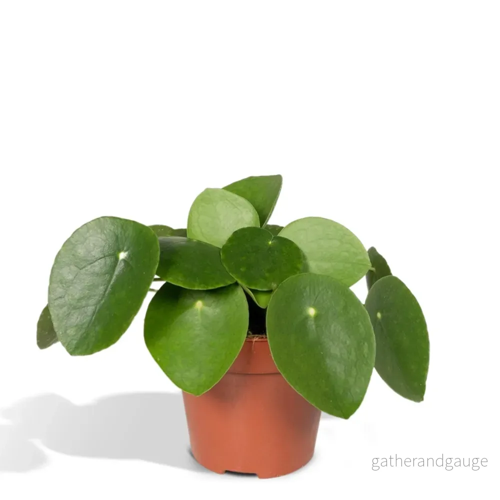 Pilea Peperomiodes h20.0cm Pilea Peperomiodes h20.0cm