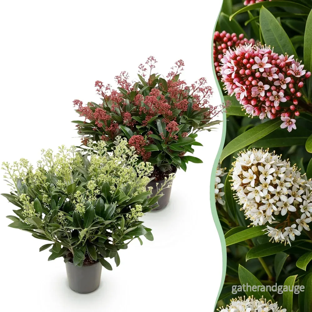 Skimmia från Japan (Skimmia japonica) 'Duo' - Bild 2