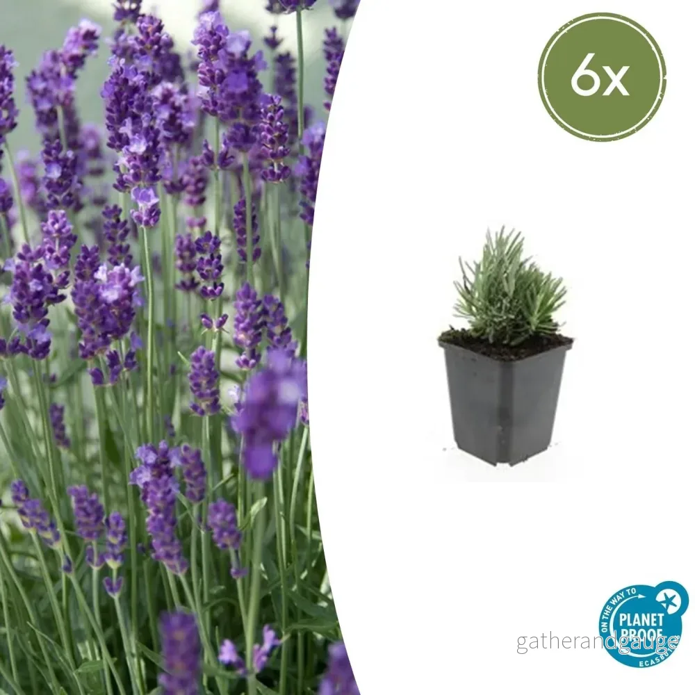 Äkta Lavendel (Lavandula Angustifolia) 'Dwarf Blue' - Bild 3