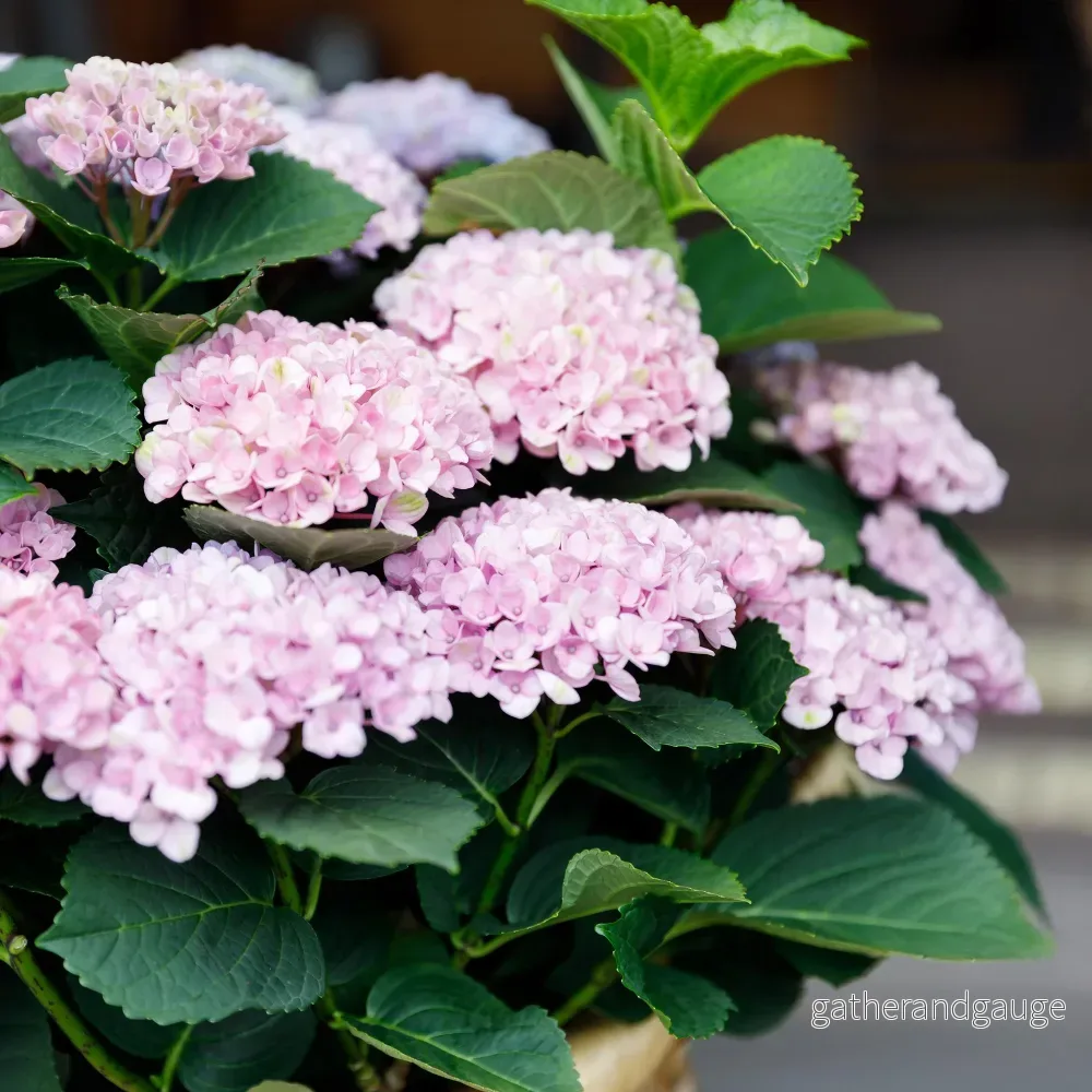 Hortensia (Hydrangea macrophylla) ’Magical Revolution Pink’ Hortensia (Hydrangea macrophylla) ’Magical Revolution Pink’