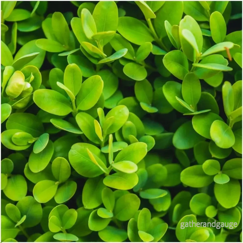 Hedge Buxus Sempervirens X6