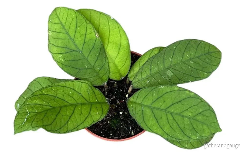 Hoya Sp Sabah - Bild 2