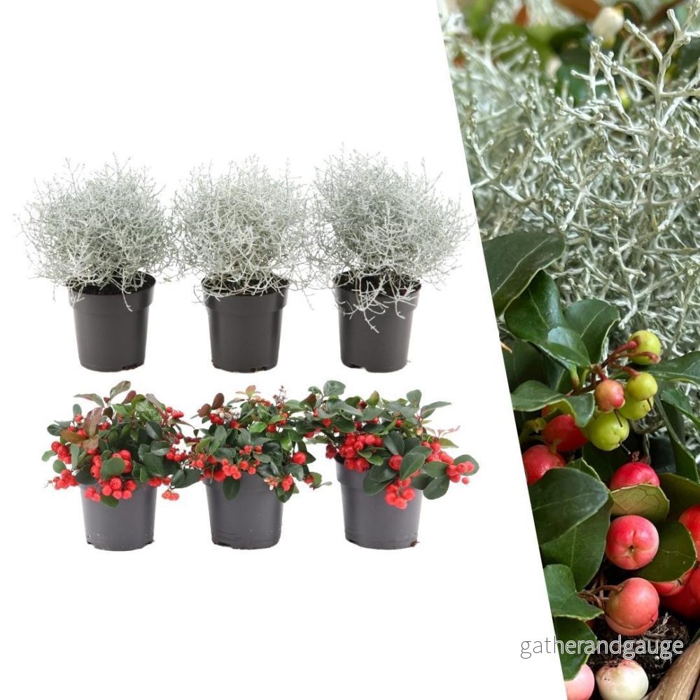 Wintergreen & Calocephalus vinterset - Bild 2