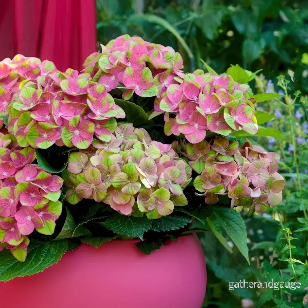 Hortensia (Hydrangea macrophylla) 'Magical Green Fire'