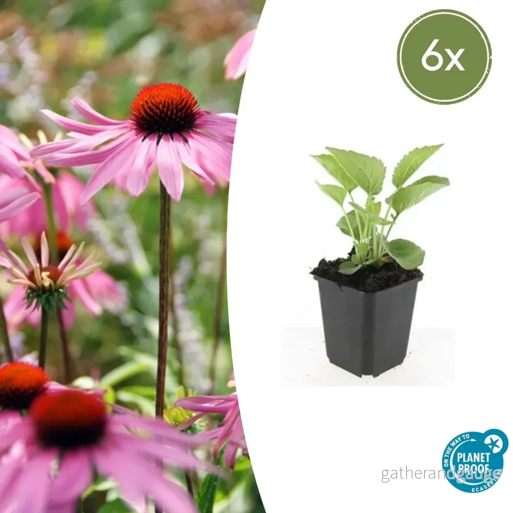 Purpurkornblomma (Echinacea purpurea) 'Magnus' - Bild 2