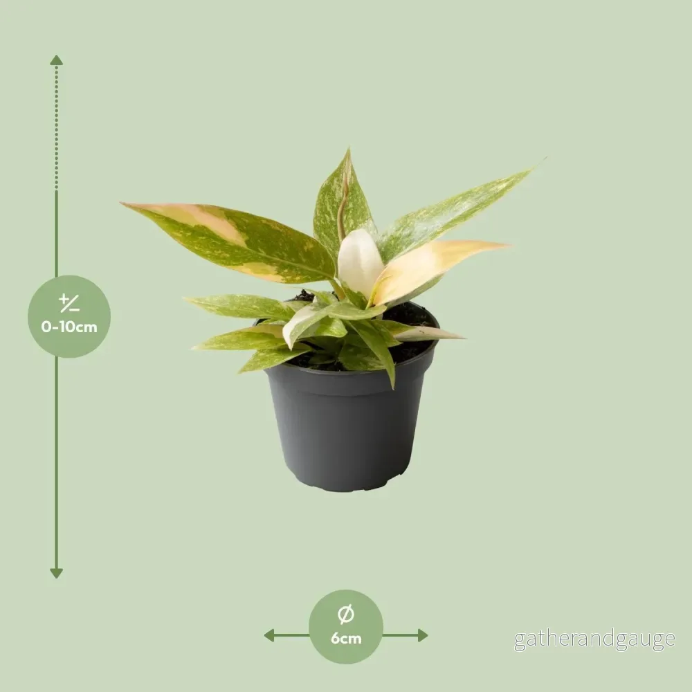 Mini Philodendron Ring Of Fire - Bild 3