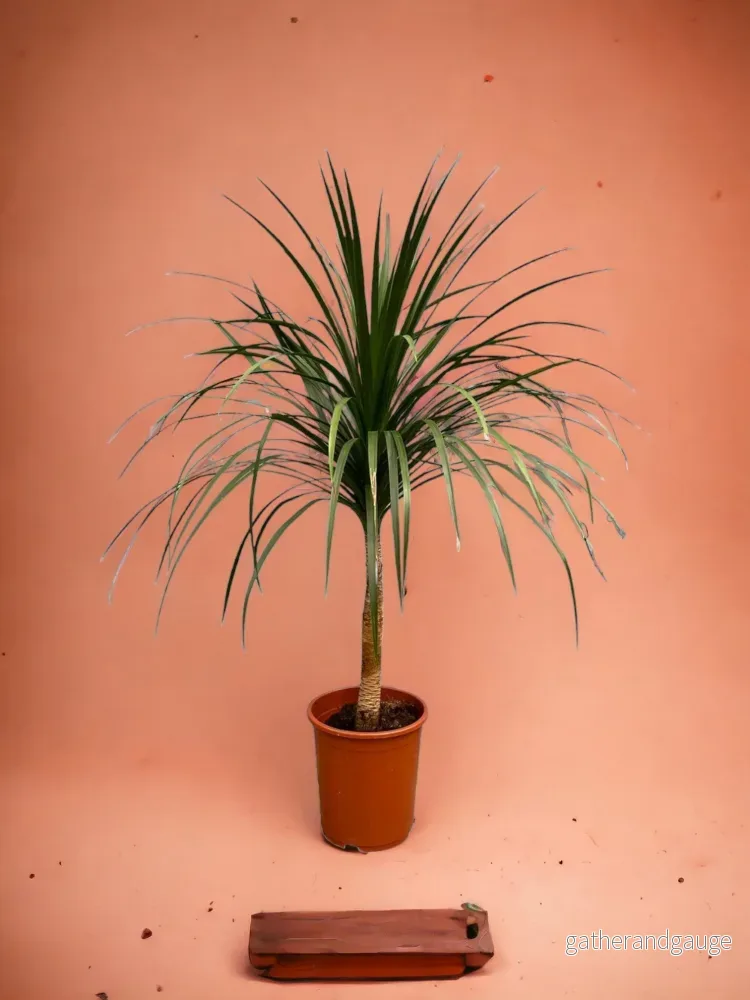 Dracaena Draco - 120cm - ø30