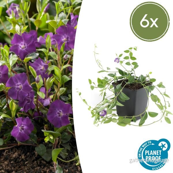 Liten Vintergröna (Vinca minor) 'Atropurpurea' - Bild 2