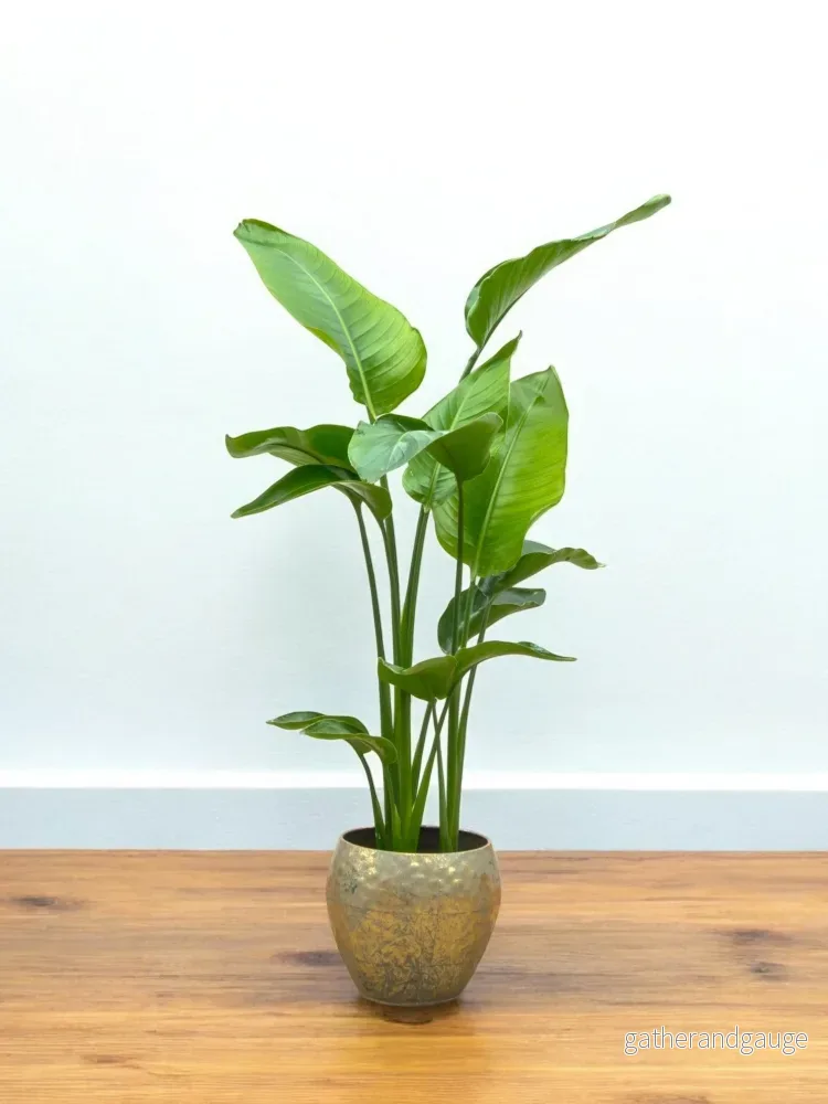 Strelitzia Nicolai
