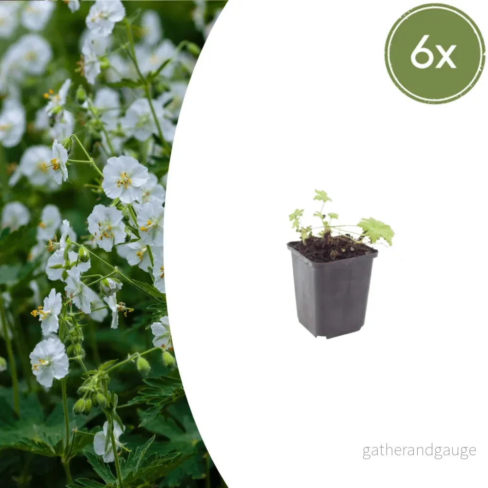 Vit Geranium (Geranium macrorrhizum) 'White Ness' - Bild 2
