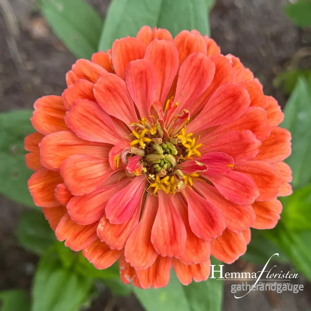 Zinnia Giant Salmon Rose Zinnia Giant Salmon Rose