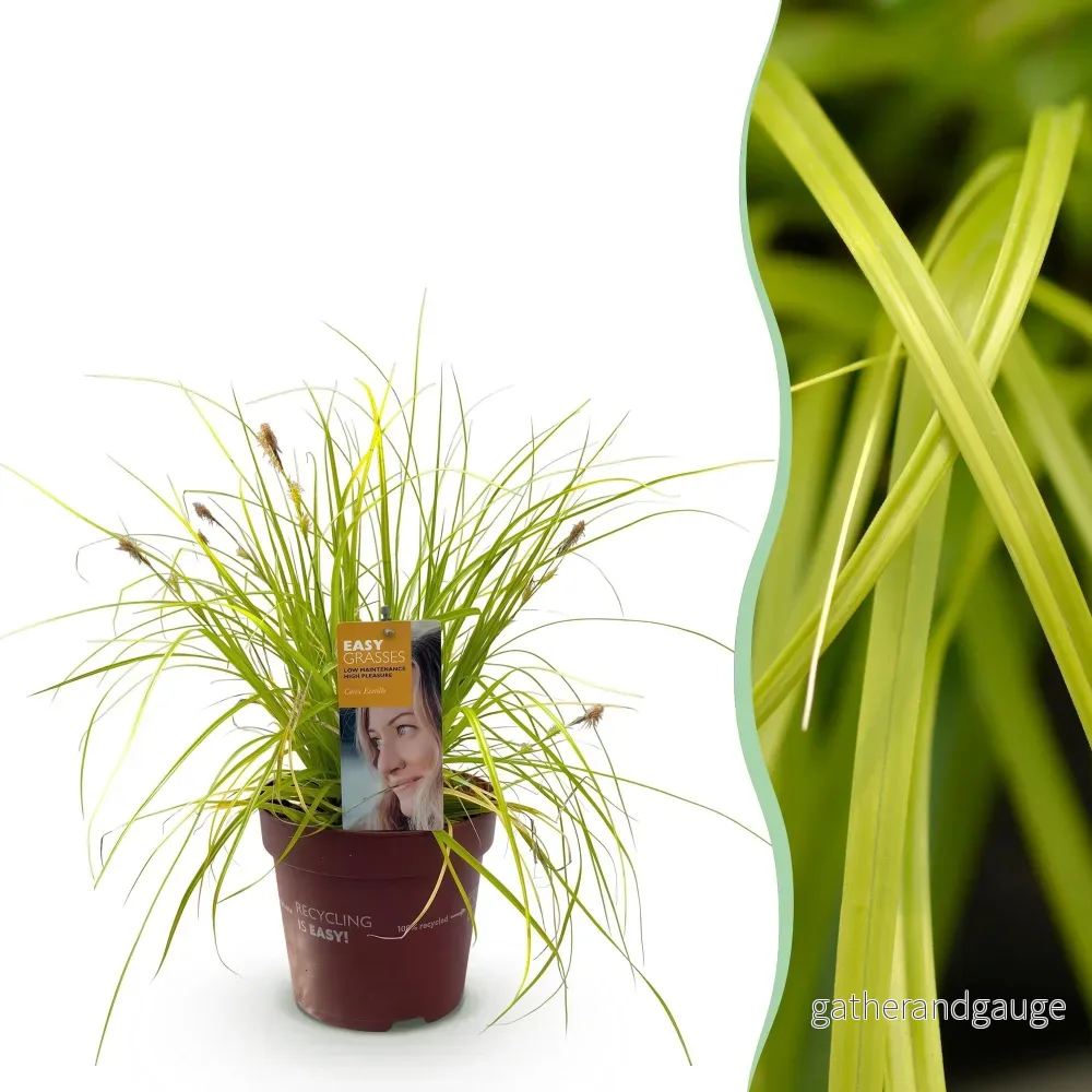 Japansk starr (Carex Oshimensis) 'Everillo' - Bild 2