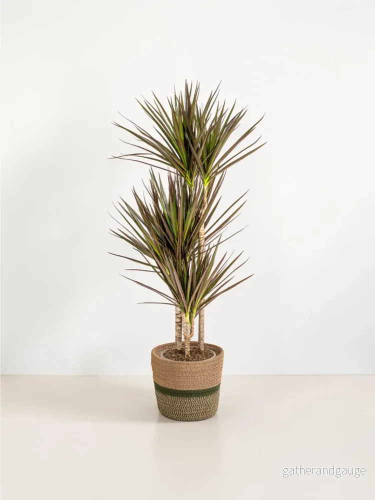 Dracaena Marginata Magenta met mand Ø21cm – ↕110 – 130cm