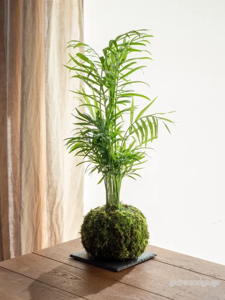Kokedama – Chamaedorea Kokedama – Chamaedorea
